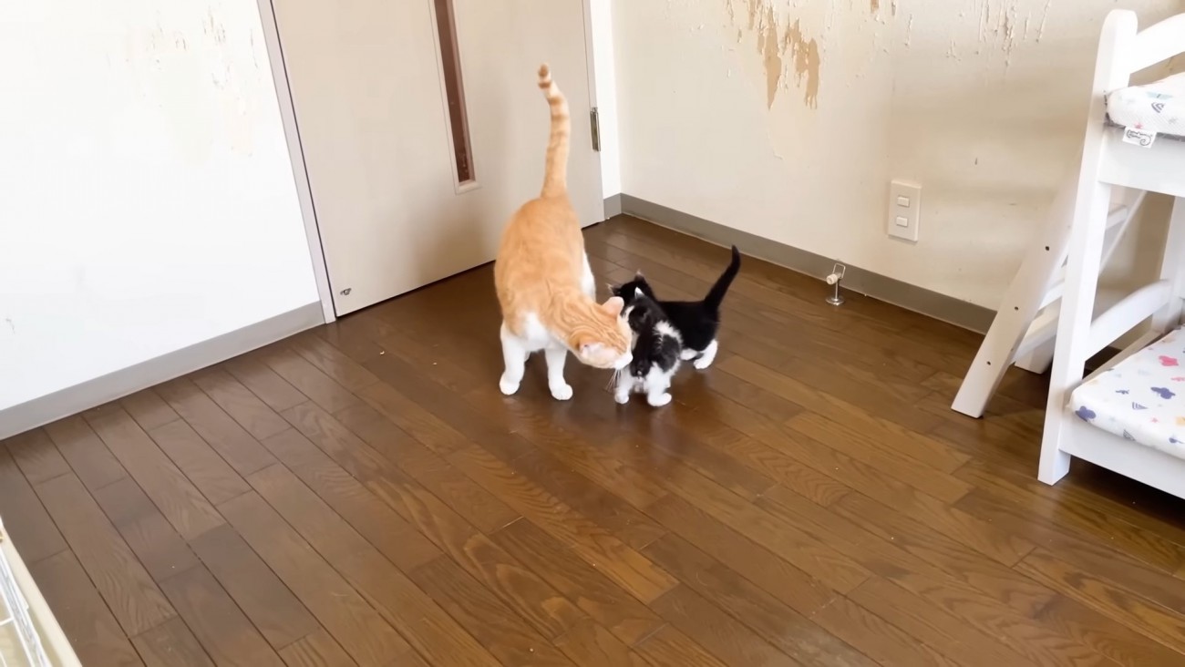 子猫に顔を近づける茶トラ白猫