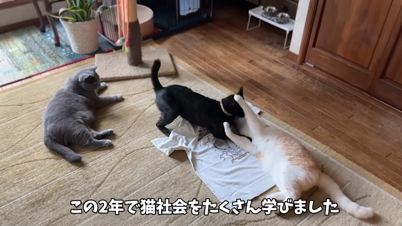 取っ組み合う2匹の猫