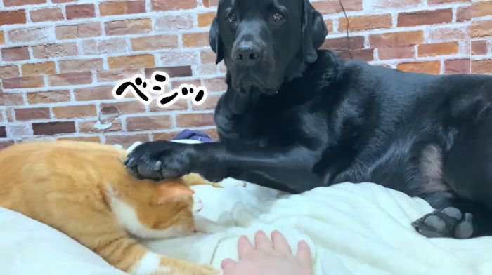 反撃するムニ君2