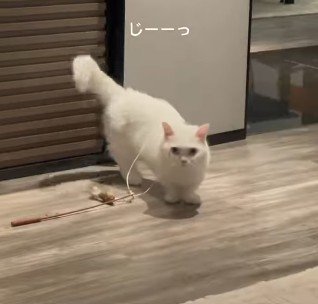 正面を見つめる猫