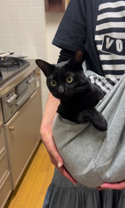 抱っこ紐に入った猫