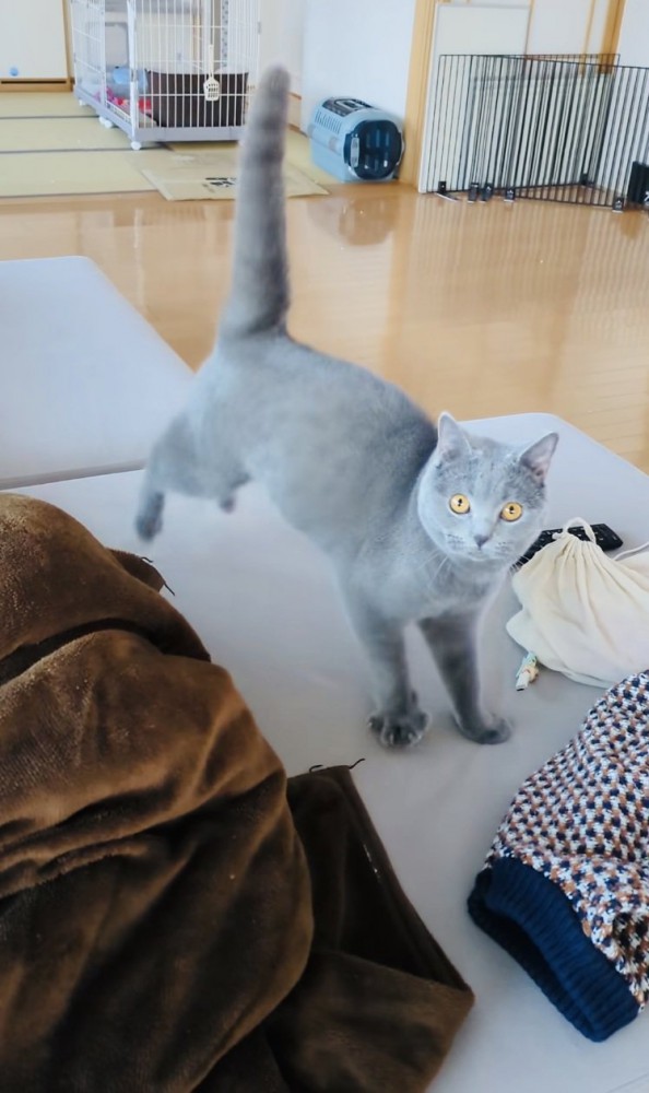 ソファでステップを踏むブリティッシュショートヘア