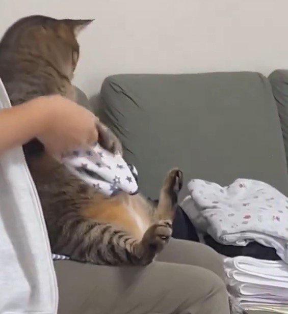 猫の前足を持って畳んだハンカチを軽く叩く女性