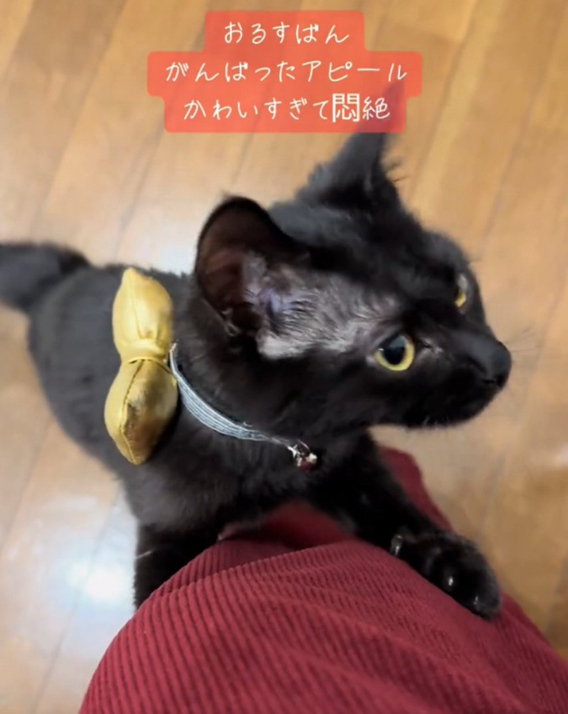 横を向く猫