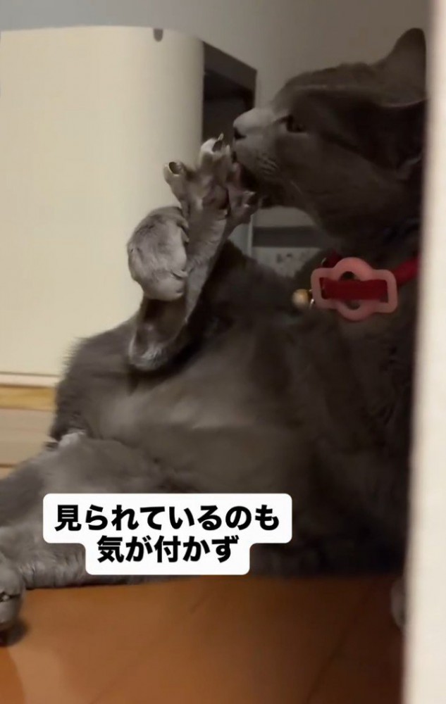 足を舐める猫2