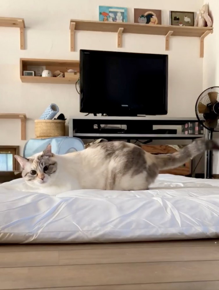 身体は左を向き、顔だけこちらを見ている猫