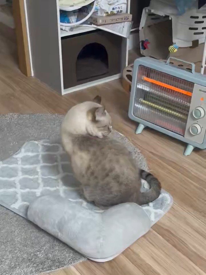 ストーブの前にいる猫