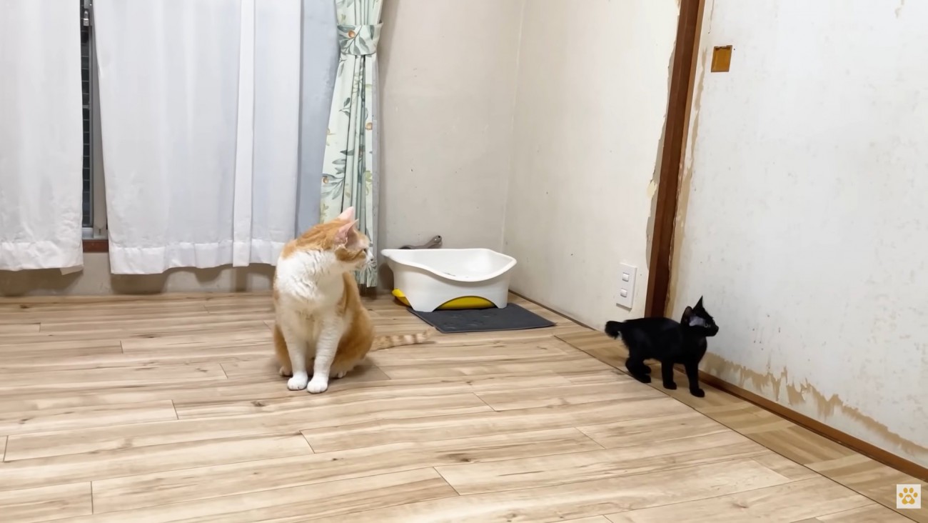 黒い子猫（トイレから離れ、壁沿いに移動中）