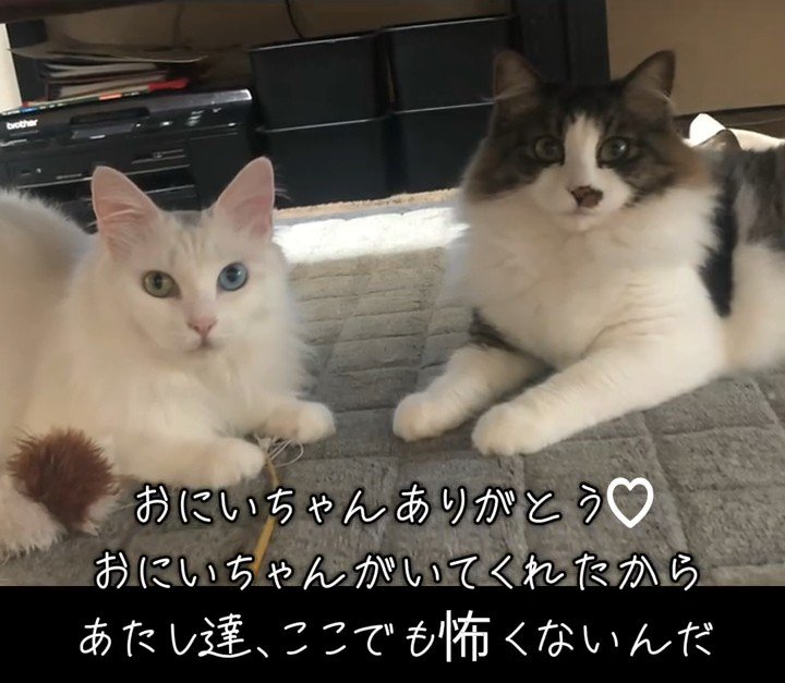 カメラ目線の2匹の猫