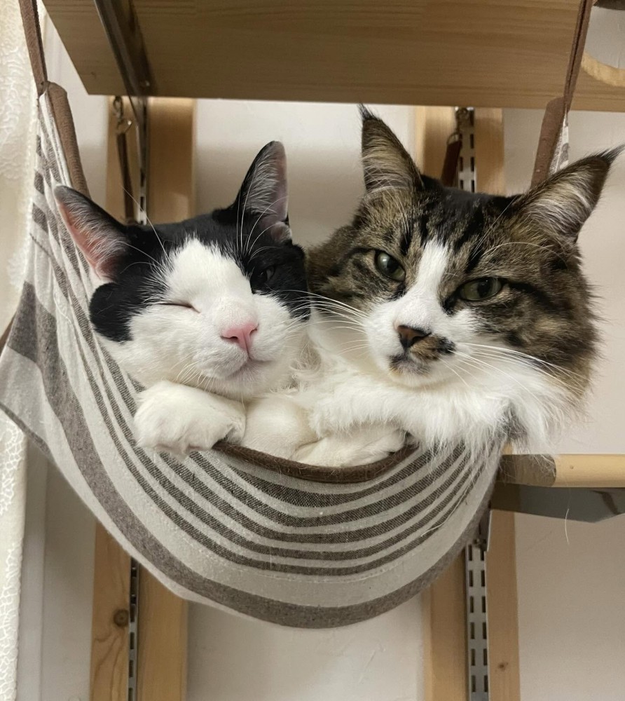 ハンモックに乗る2匹の猫