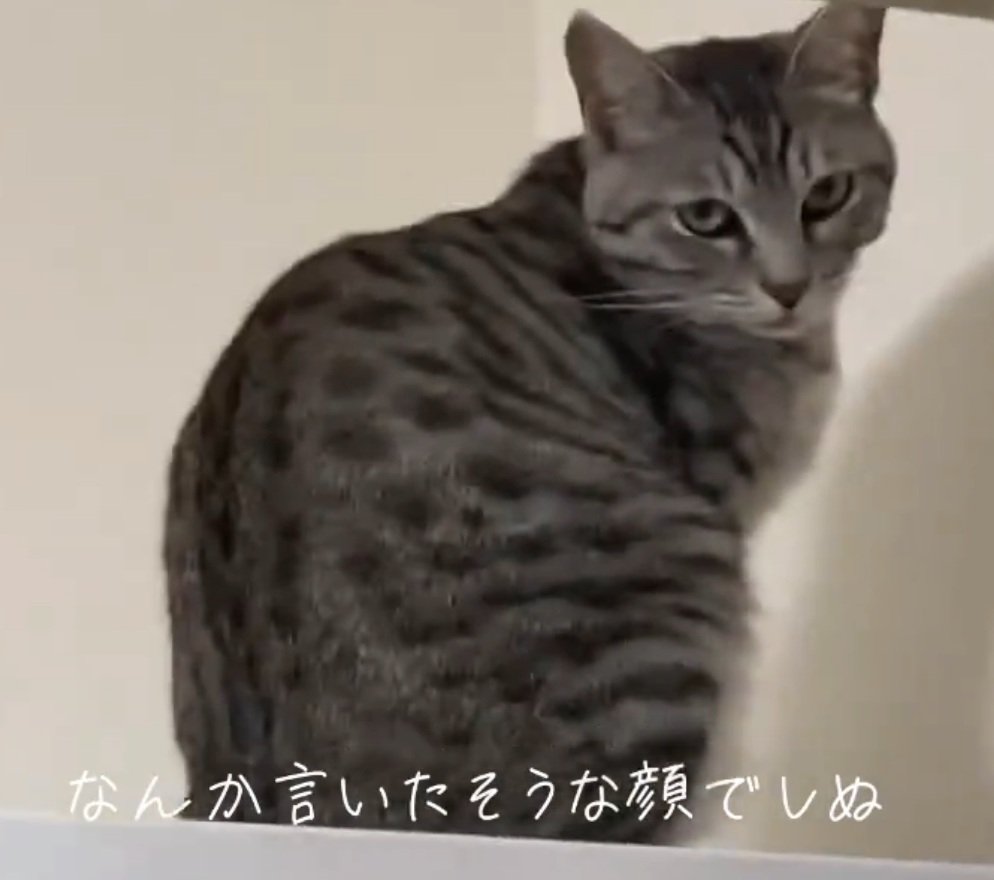 睨む猫