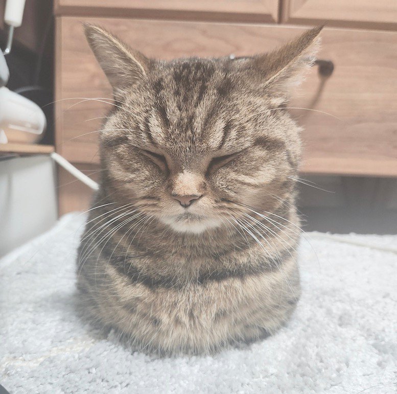 目を閉じて香箱座りをする猫