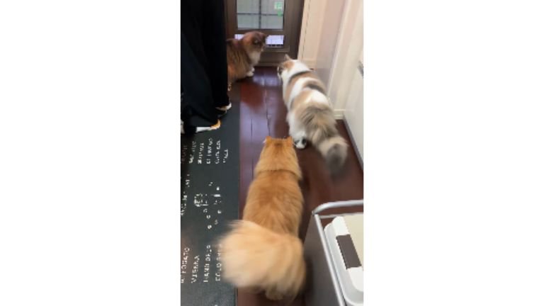 集まっている猫たち