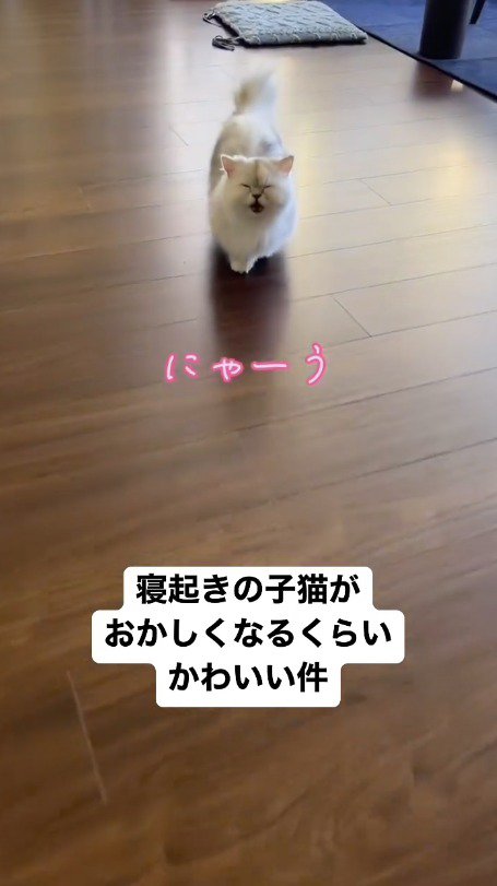 遠くから飼い主の方へ向かって歩いてくる子猫