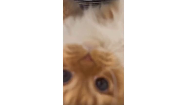 ベッド下にいる猫