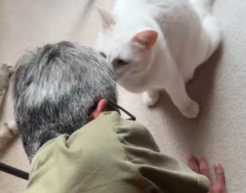 シャムトラ猫を撫でている男性のそばに座る白猫