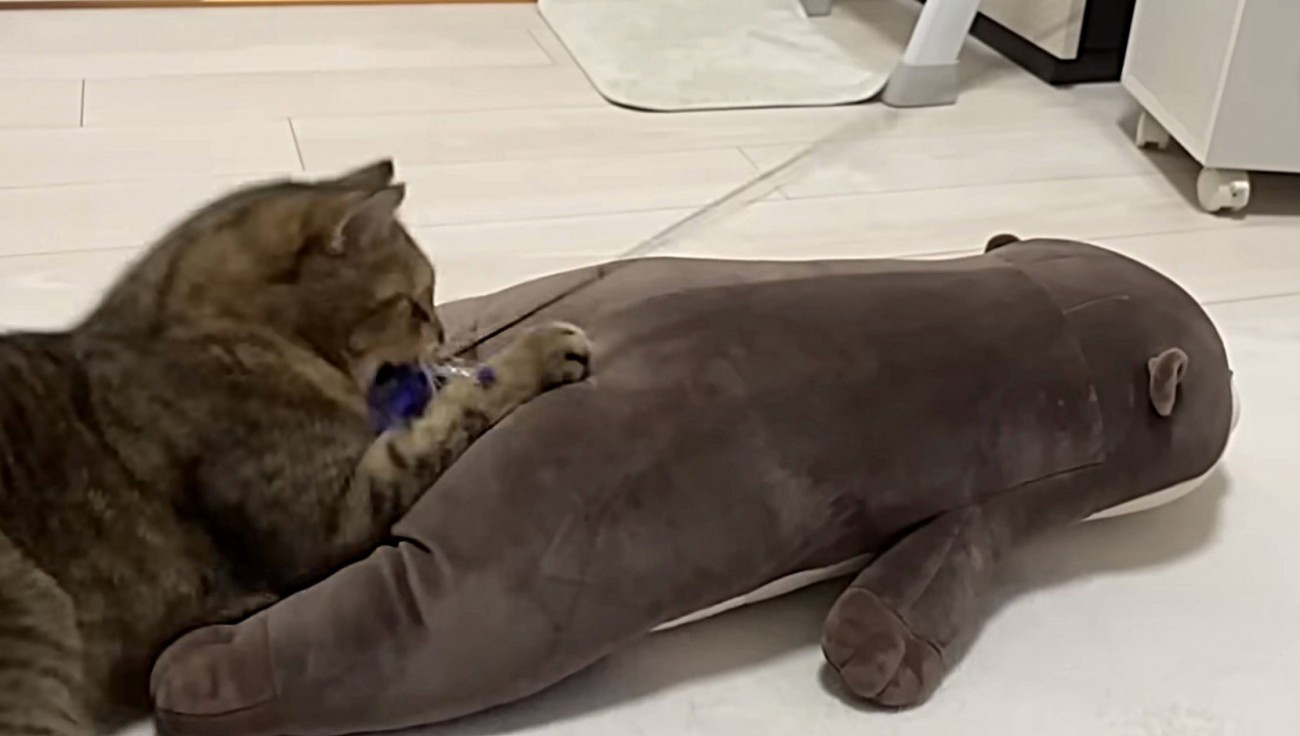 猫じゃらしにじゃれてぬいぐるみに乗る猫