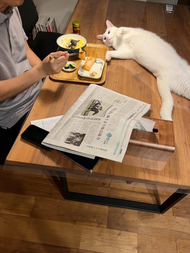 テーブルの上に横になる猫