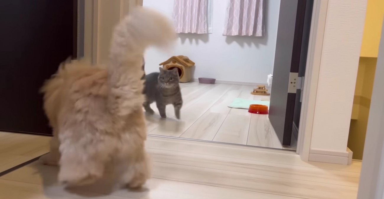 また遊び始め、部屋の入り口でにらみ合う2匹