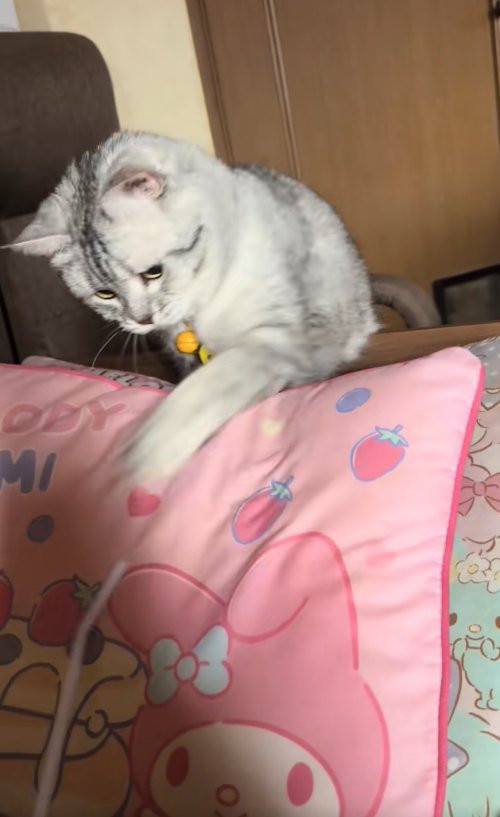 ストローで遊んでいる猫