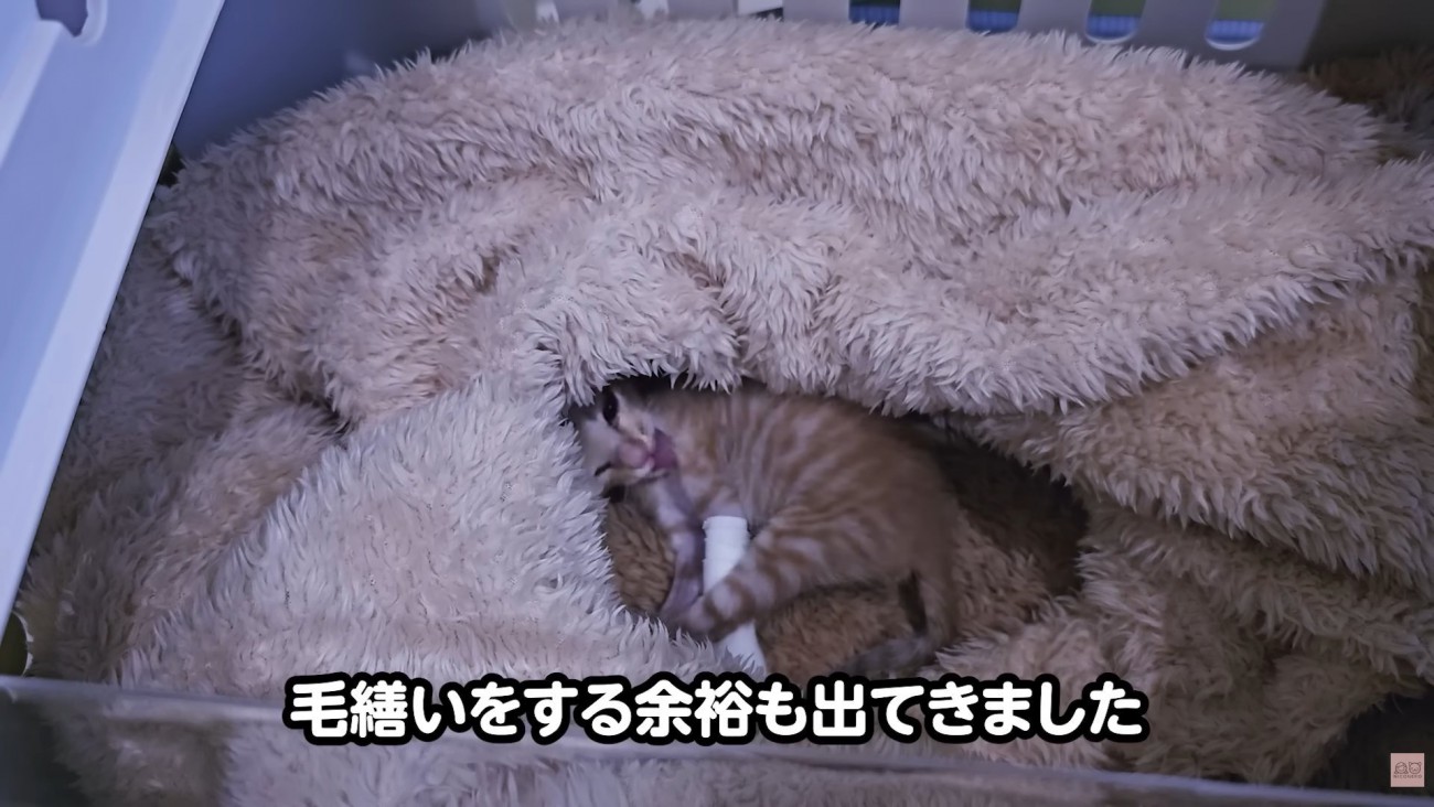 テロップ「毛繕いをする余裕も～」