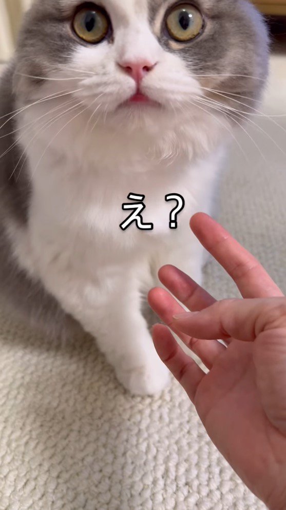 目を開いて飼い主を見つめる猫