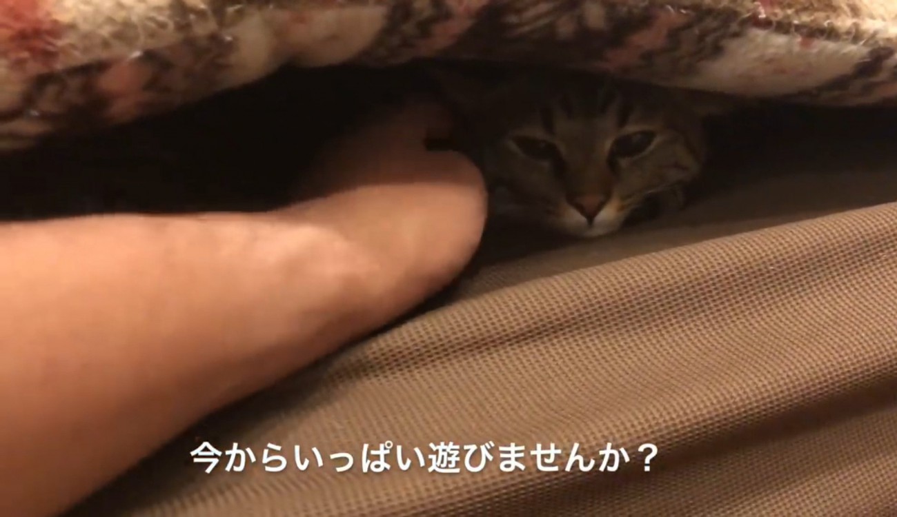 ソファの座布団の下に潜り込んでいる猫