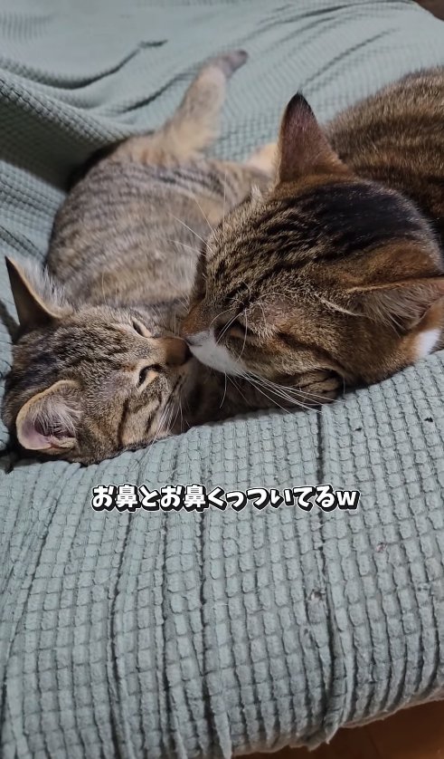 鼻をくっつけて寝ている2匹の猫