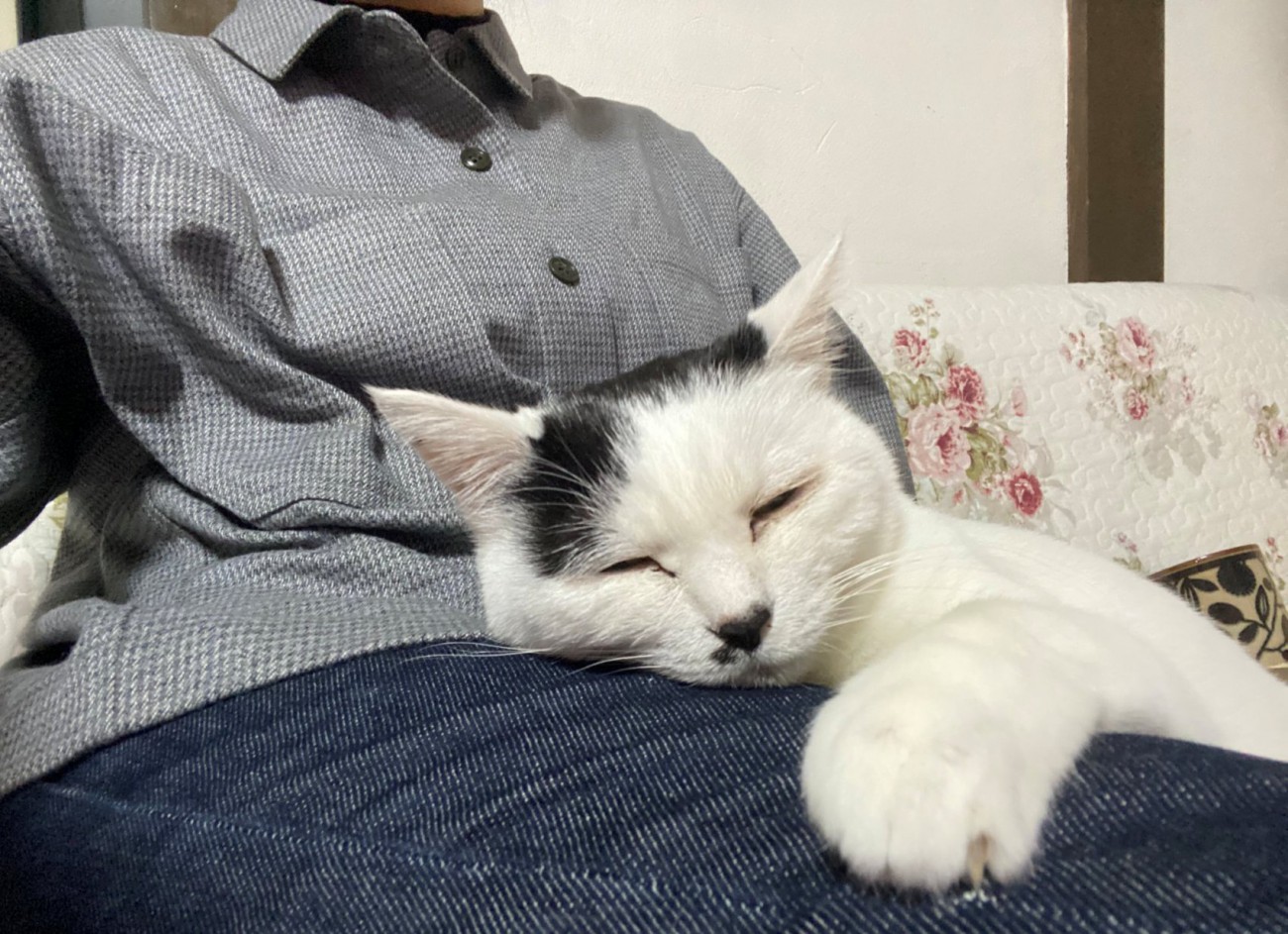 膝の上でくつろぐ猫