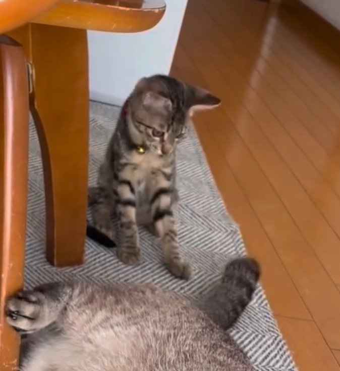 いろいろな動きをする先住猫のしっぽを見つめる子猫