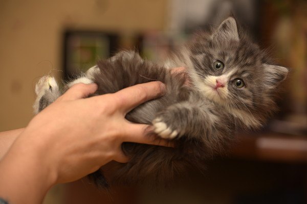 あるある！飼い主が猫にしたくなる7つの事！