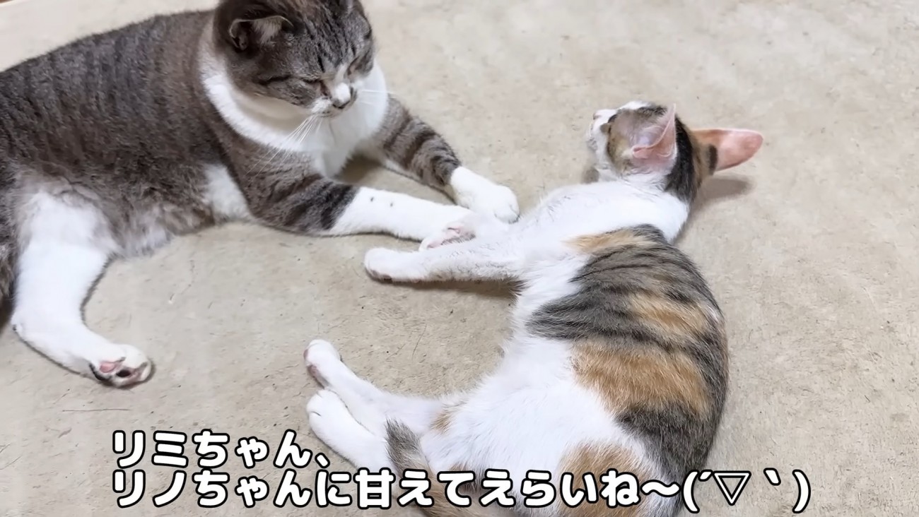 横になる子猫