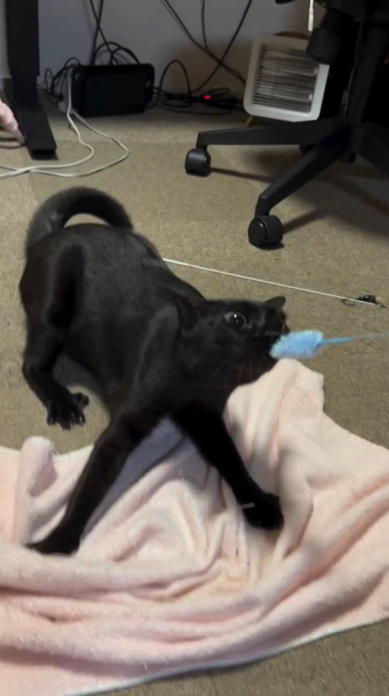 男性が持っているねこじゃらしを咥えて凝視する猫