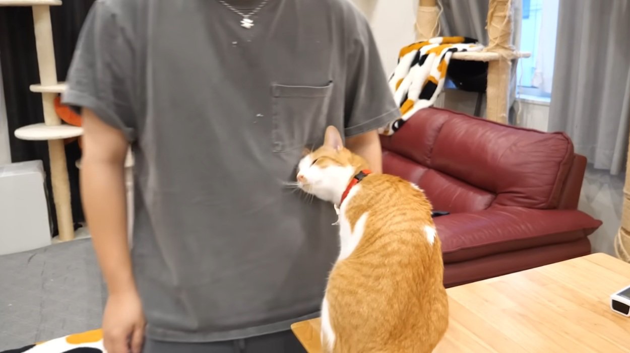 飼い主のお腹に頭をすりつける猫