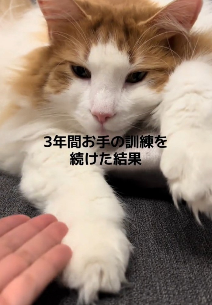 くつろぐ猫
