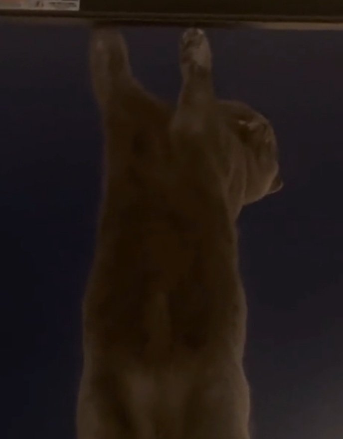 よじ登る猫