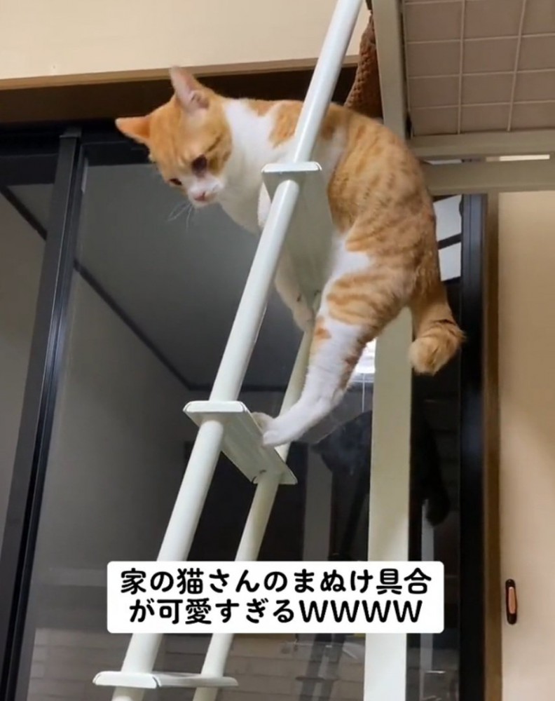 必死な猫