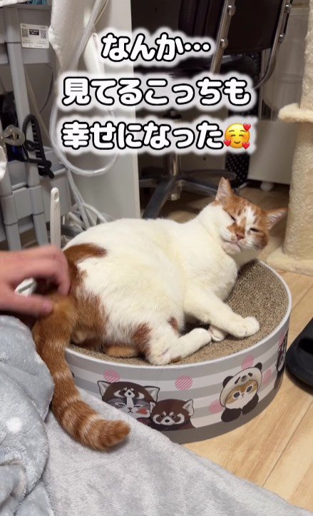 リラックスしている猫