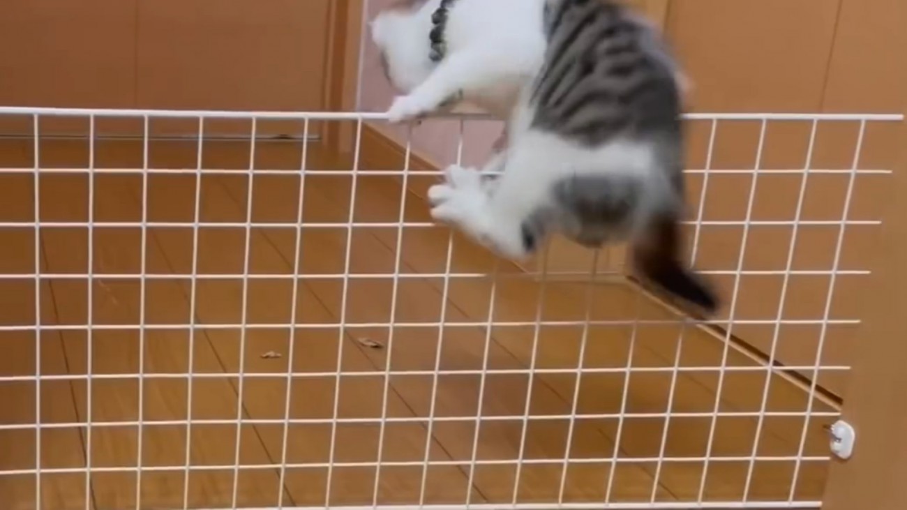子猫が柵に飛びついている瞬間