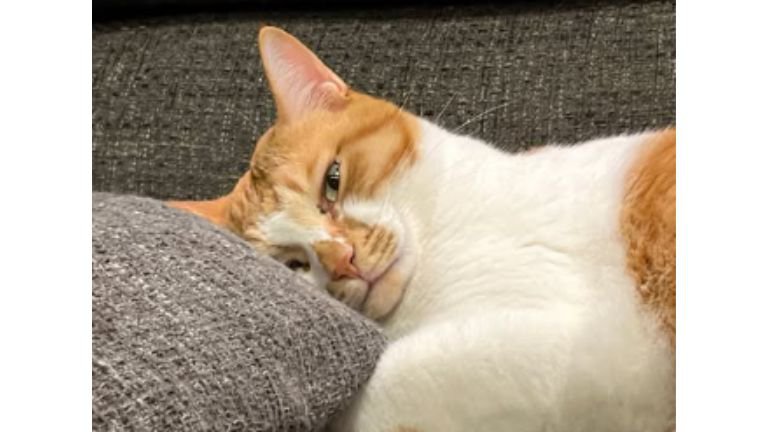 室内にいる猫