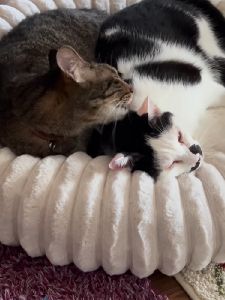 くっついて寝る2匹の猫