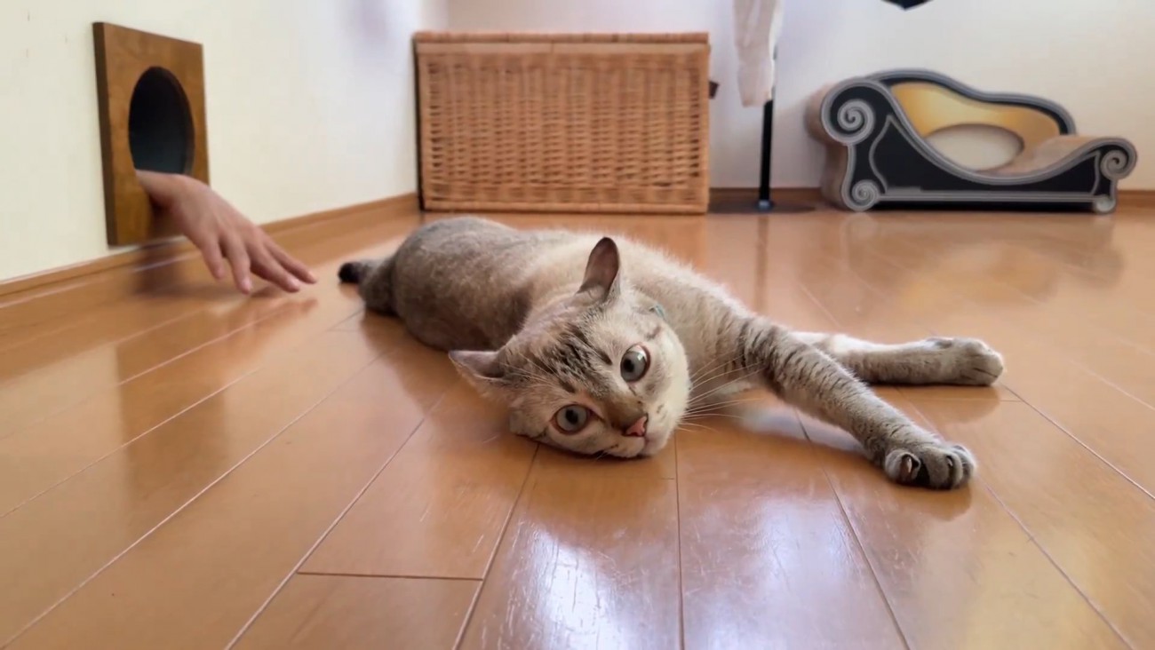 横になる猫