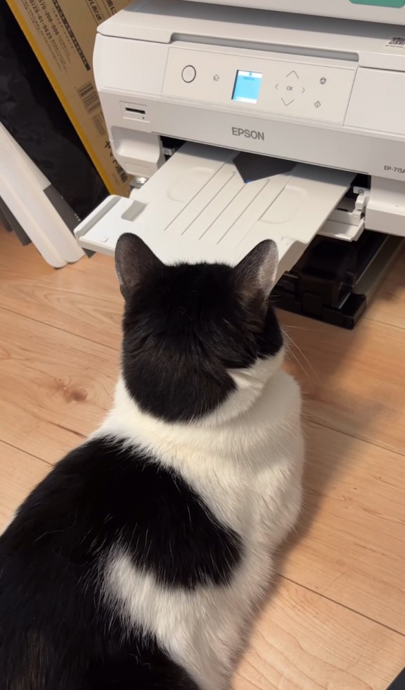 プリンター前に座る猫