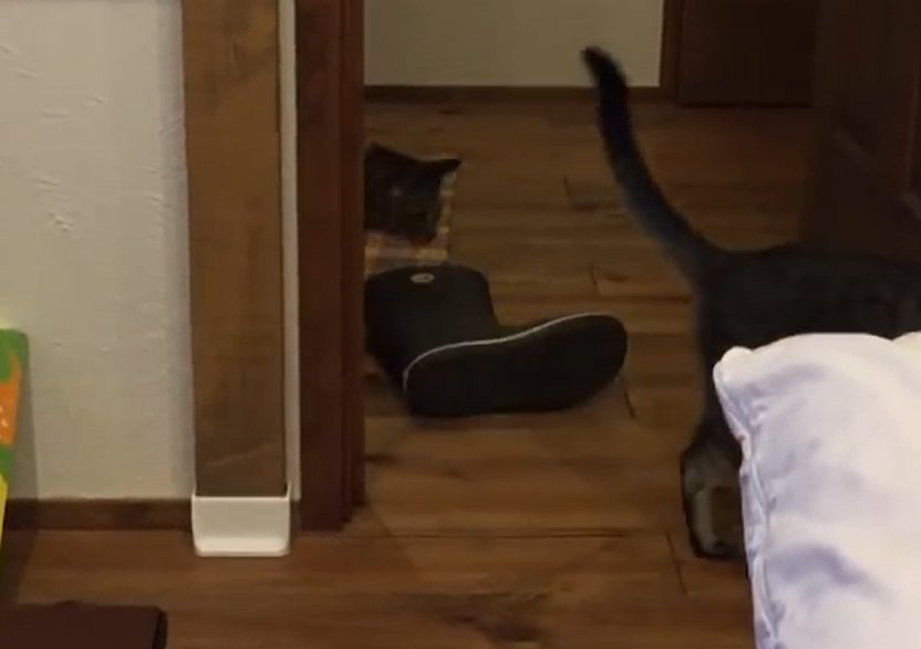 廊下に落ちている長靴を見ている猫