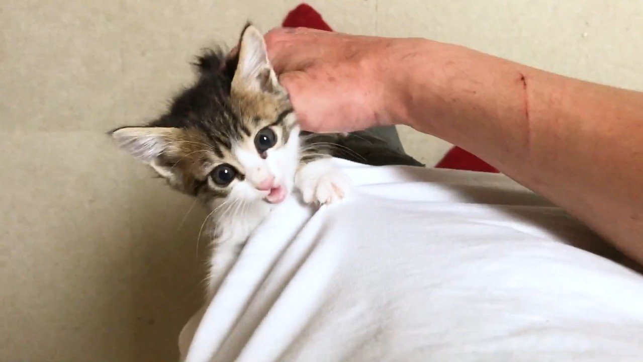 左足で鳴いて