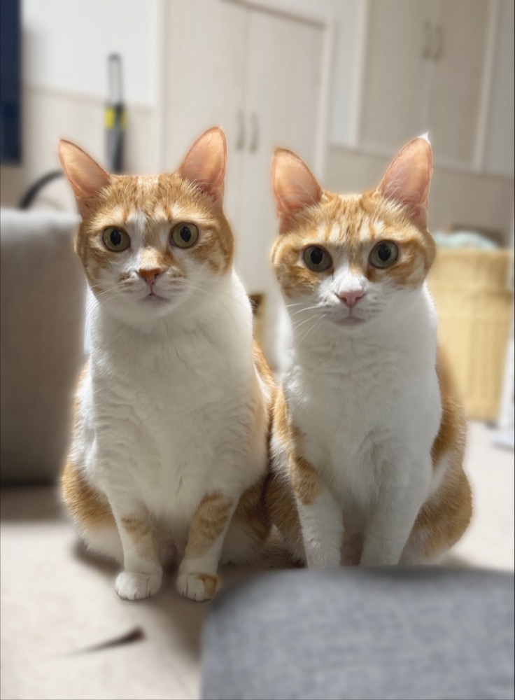 そっくりな2匹