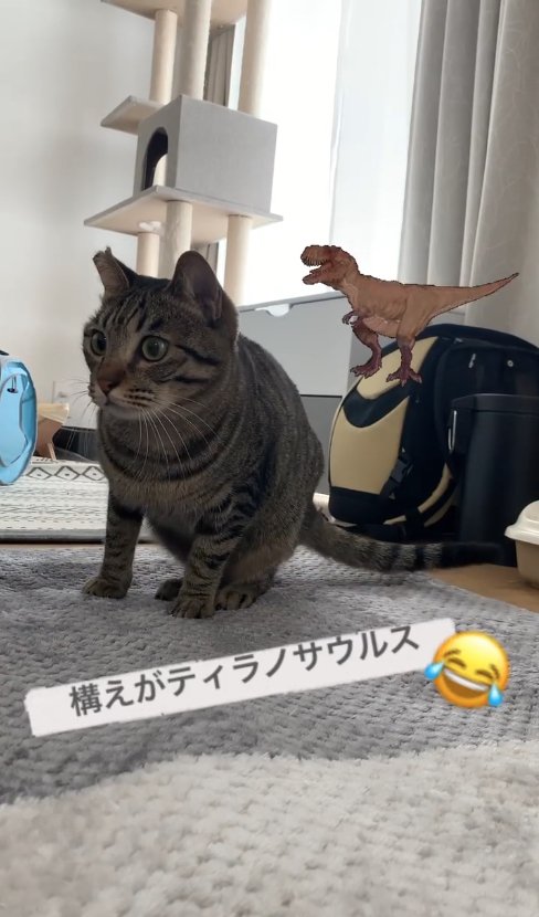 画面左奥を体を屈めて覗き込んでいる猫