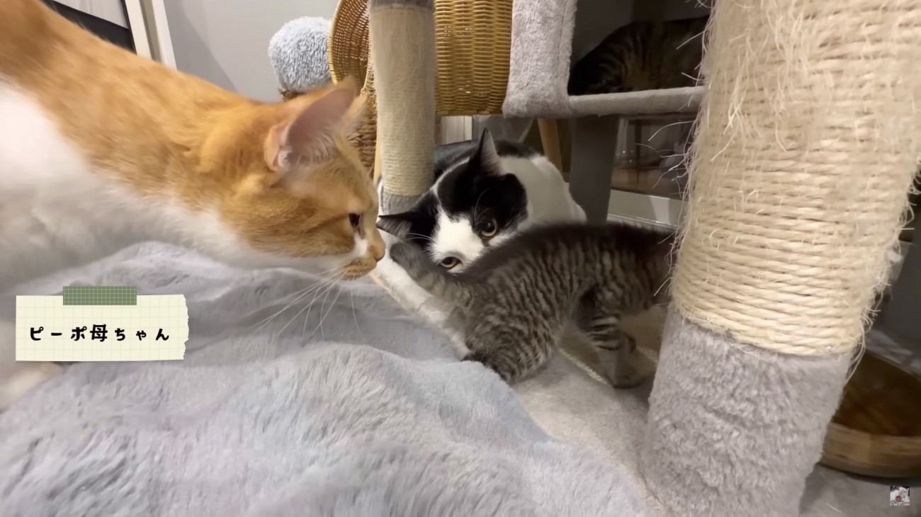 ピーポ母ちゃんの紹介