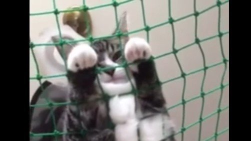 お顔と前足のアップ