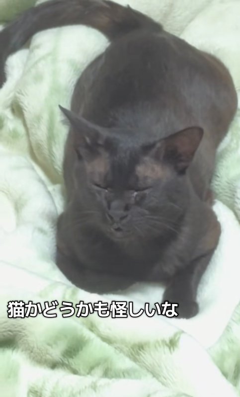 目を瞑っている猫のアップ「猫かどうかも怪しいな」